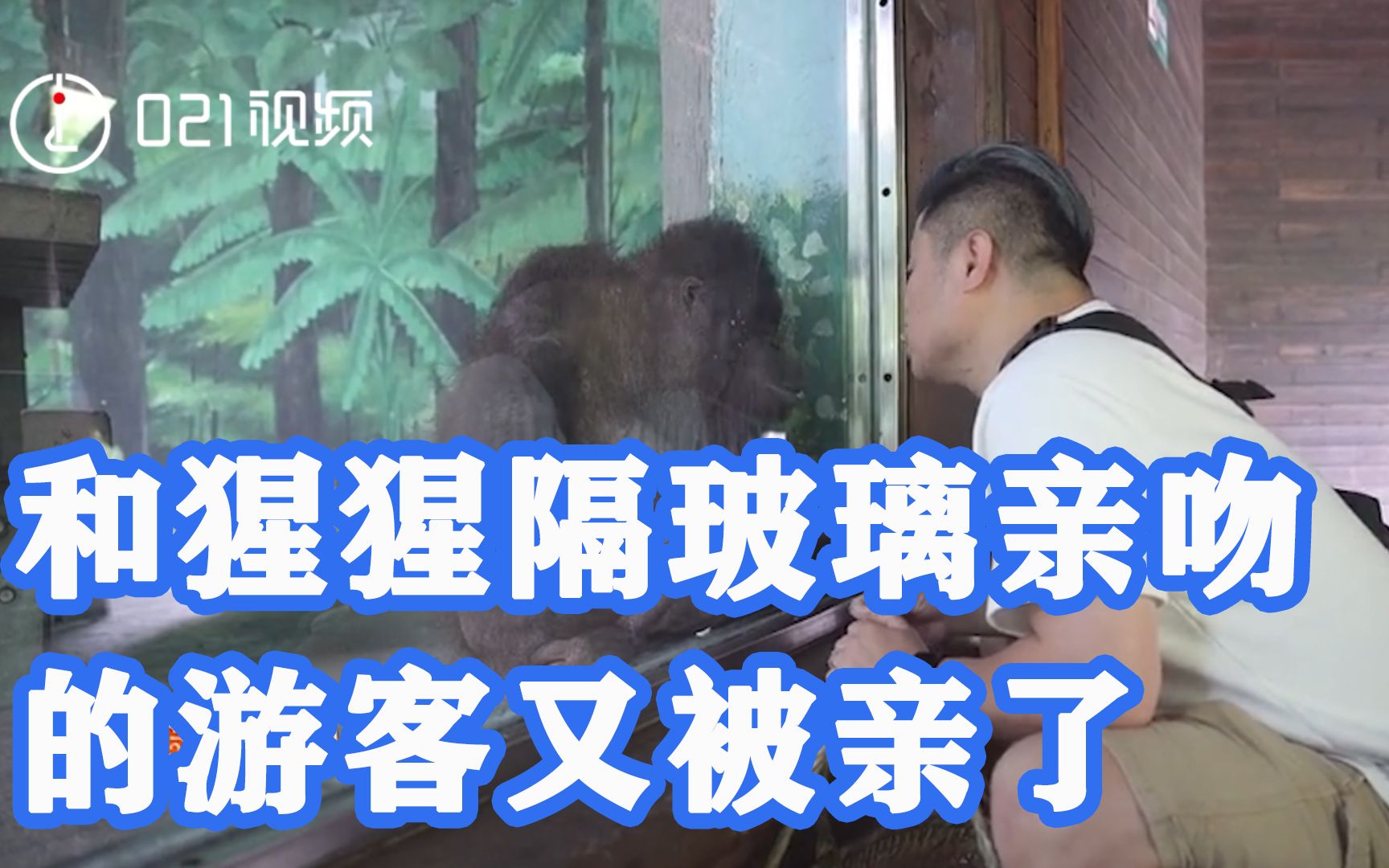带着礼物来看你，和猩猩隔玻璃亲吻的游客又被亲了，网友：真有缘