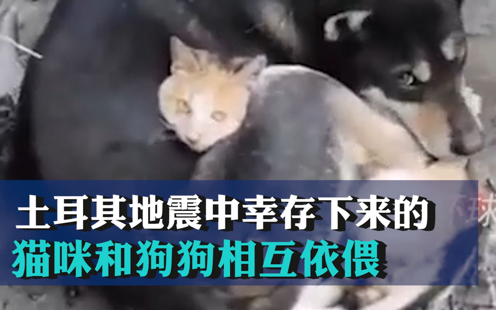 土耳其地震中幸存下来的猫咪和狗狗相互依偎