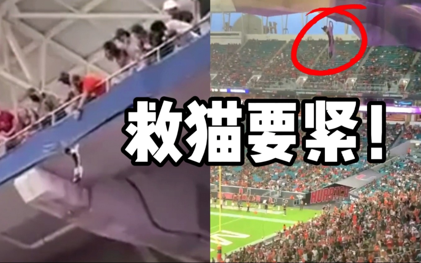 美国橄榄球比赛期间 一只猫咪从高空坠落 现场球迷展开国旗营救