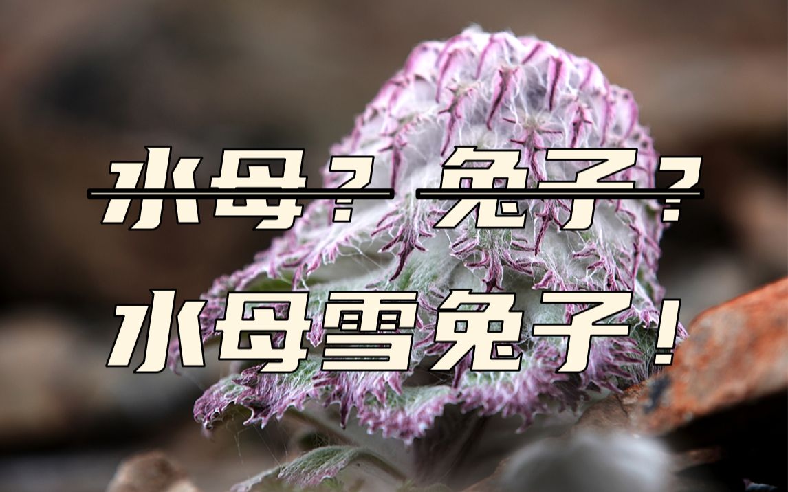 水母？兔子？水母雪兔子！