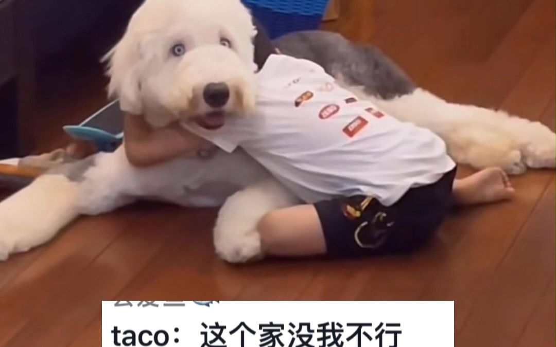 萌娃被妈妈凶后哭着找大狗狗当靠山，网友：狗狗满眼求生欲。