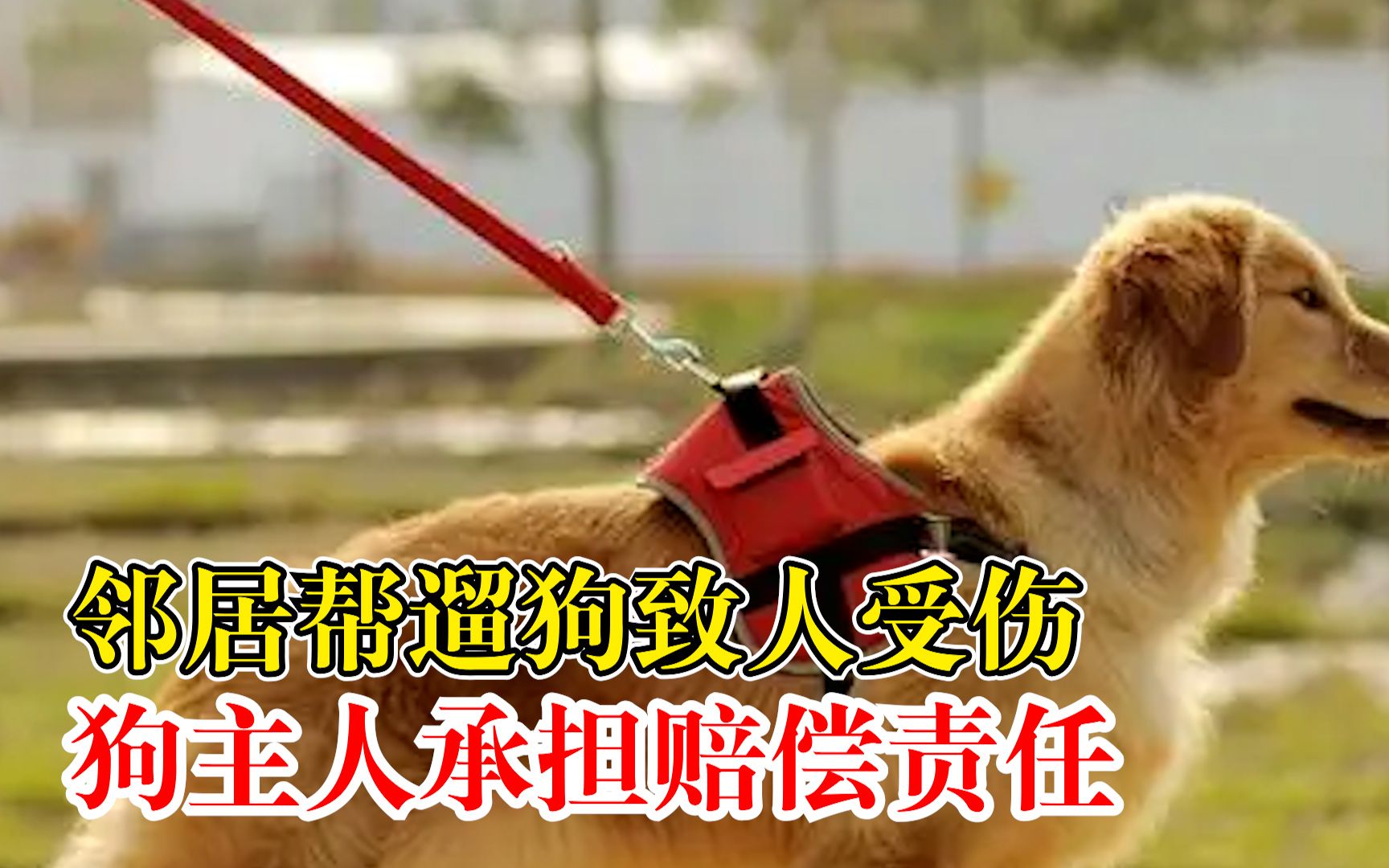 邻居帮遛狗致人受伤狗主人担责：邻居如有过失，可事后再追偿