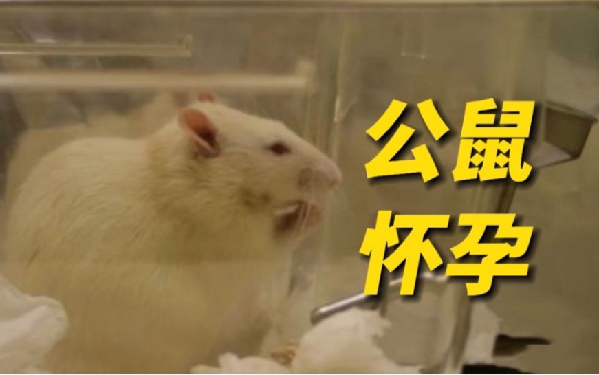 公鼠怀孕论文已停止撤稿