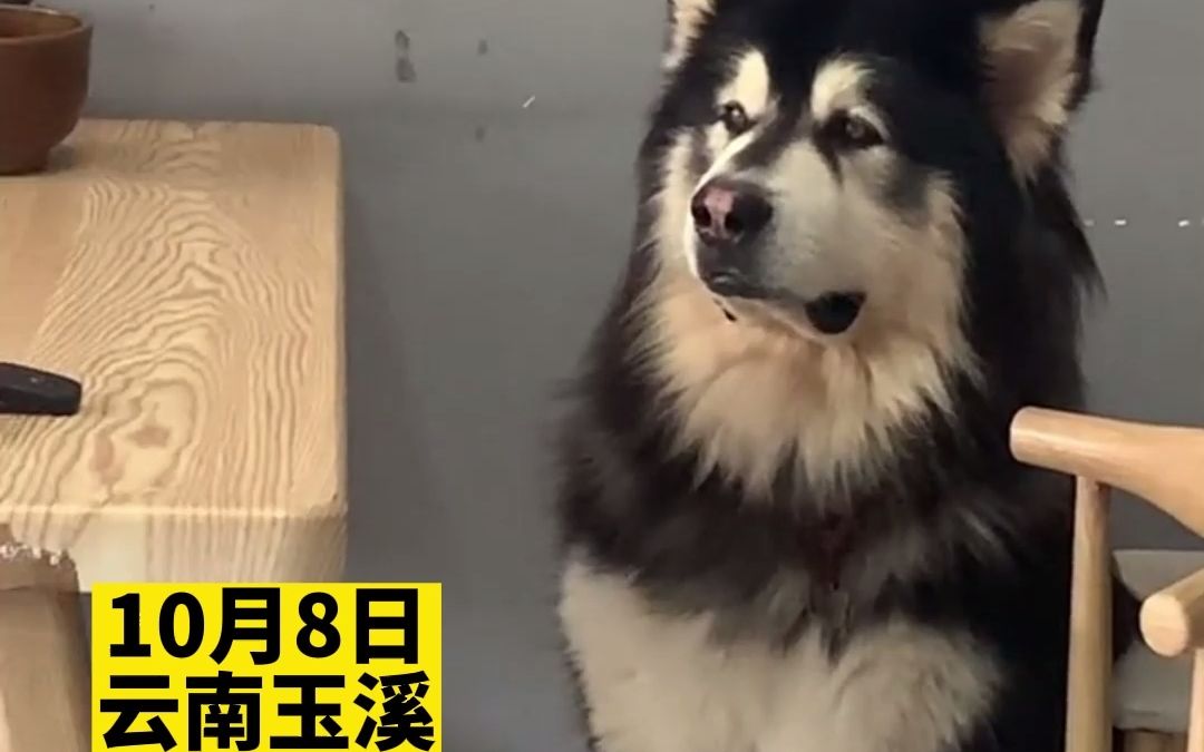 狗子看到店主宰羊瑟瑟发抖，吓出“表情包”