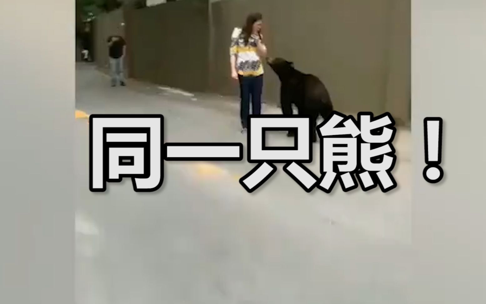 同一只熊！墨西哥黑熊在街上抱女子大腿 之前曾被拍到嗅女游客头发