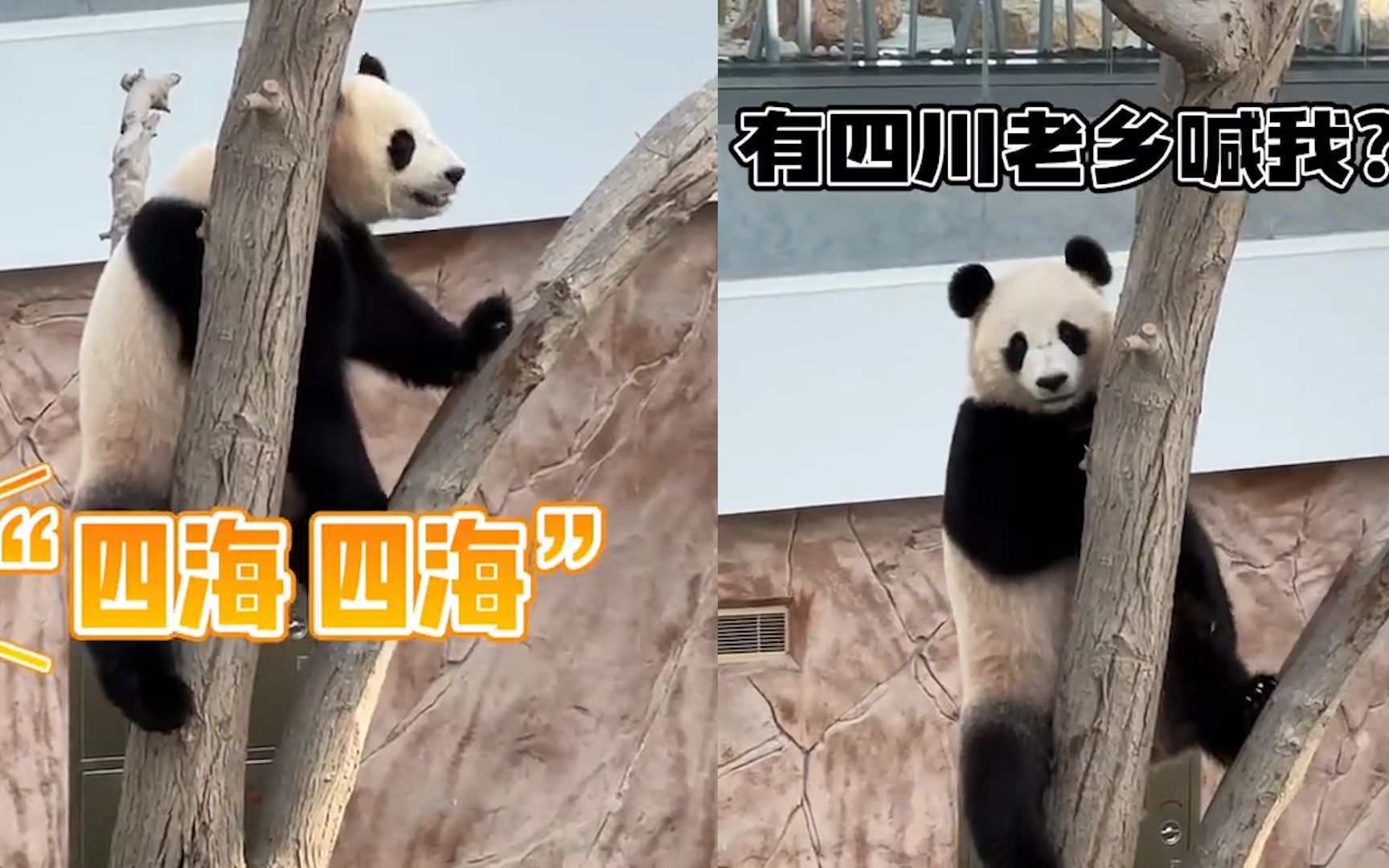 老家来人了！旅居卡塔尔大熊猫被四川话成功召唤