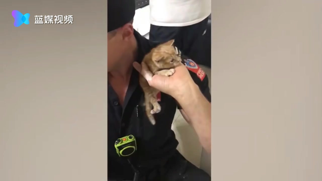 家里老是听到猫叫声？女主人请消防员撬开墙壁一看 当场高兴坏了