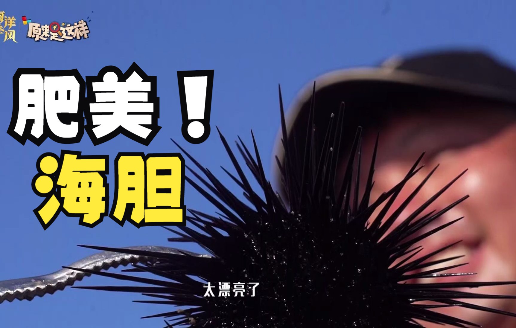 【原来是这样】肥美的海胆，潮间带赶海哪里寻觅？