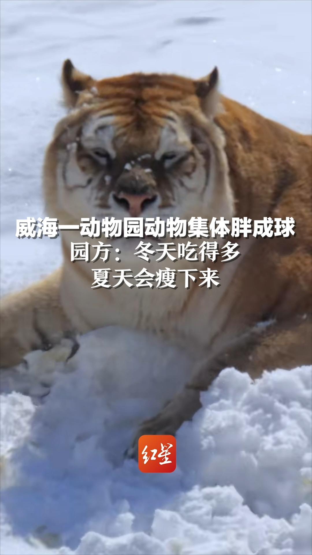 威海一动物园动物集体胖成球，园方：冬天吃得多，夏天会瘦下来