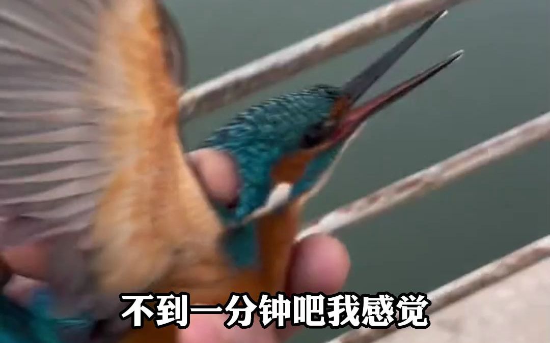 男子晨跑遇翠鸟被冻在栏杆上，用手暖化将其放生。网友:万物皆有灵!