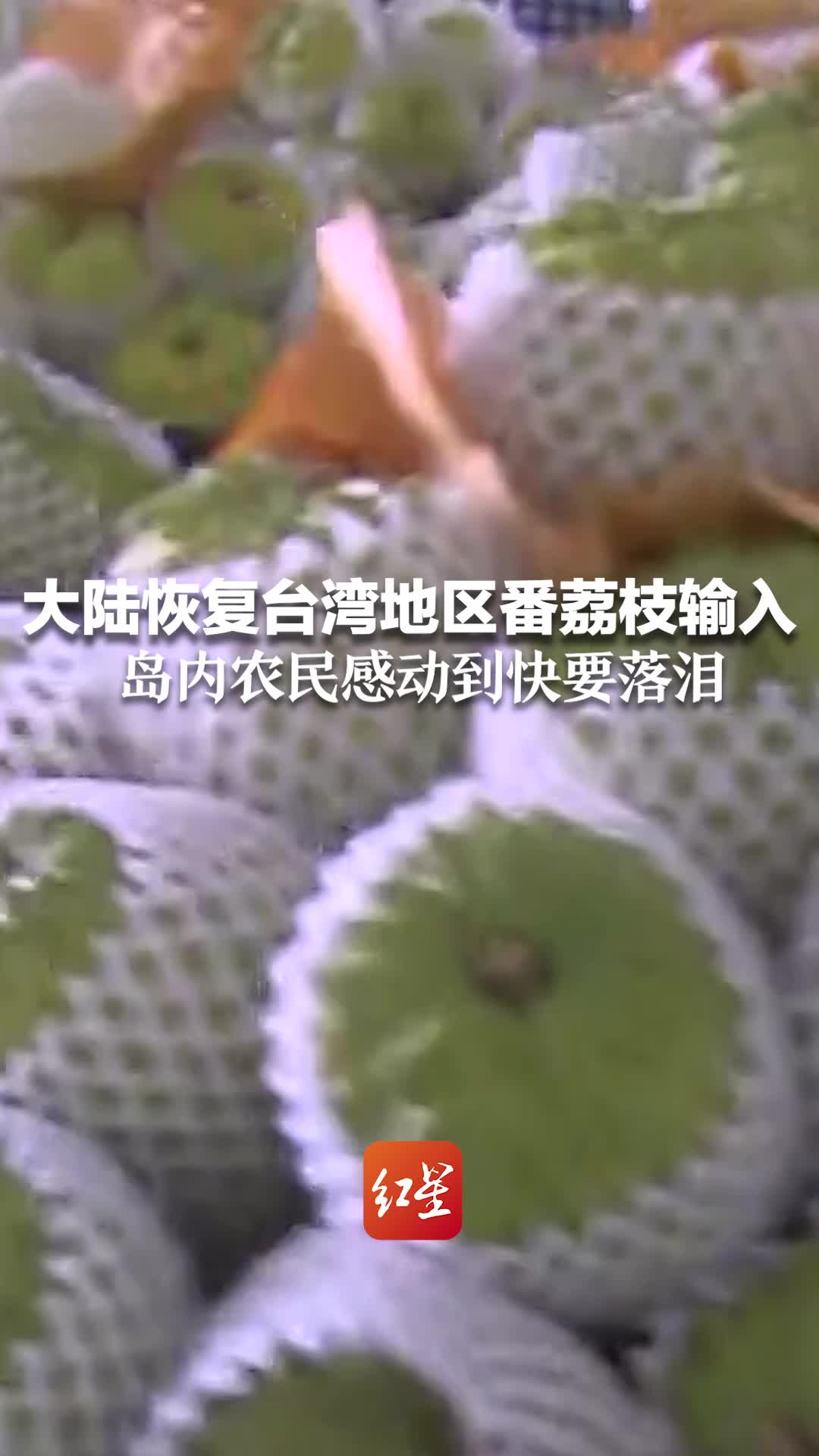 大陆恢复台湾地区番荔枝输入 岛内农民感动到快要落泪