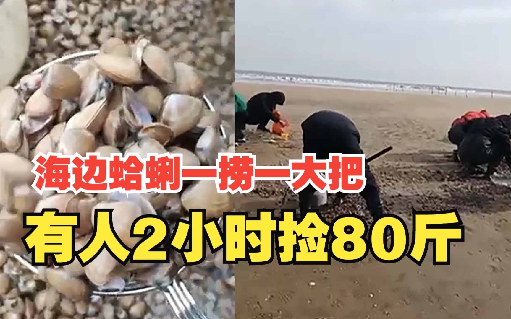 山东日照海边退潮后满地蛤蜊多如沙 有人2小时捡80斤