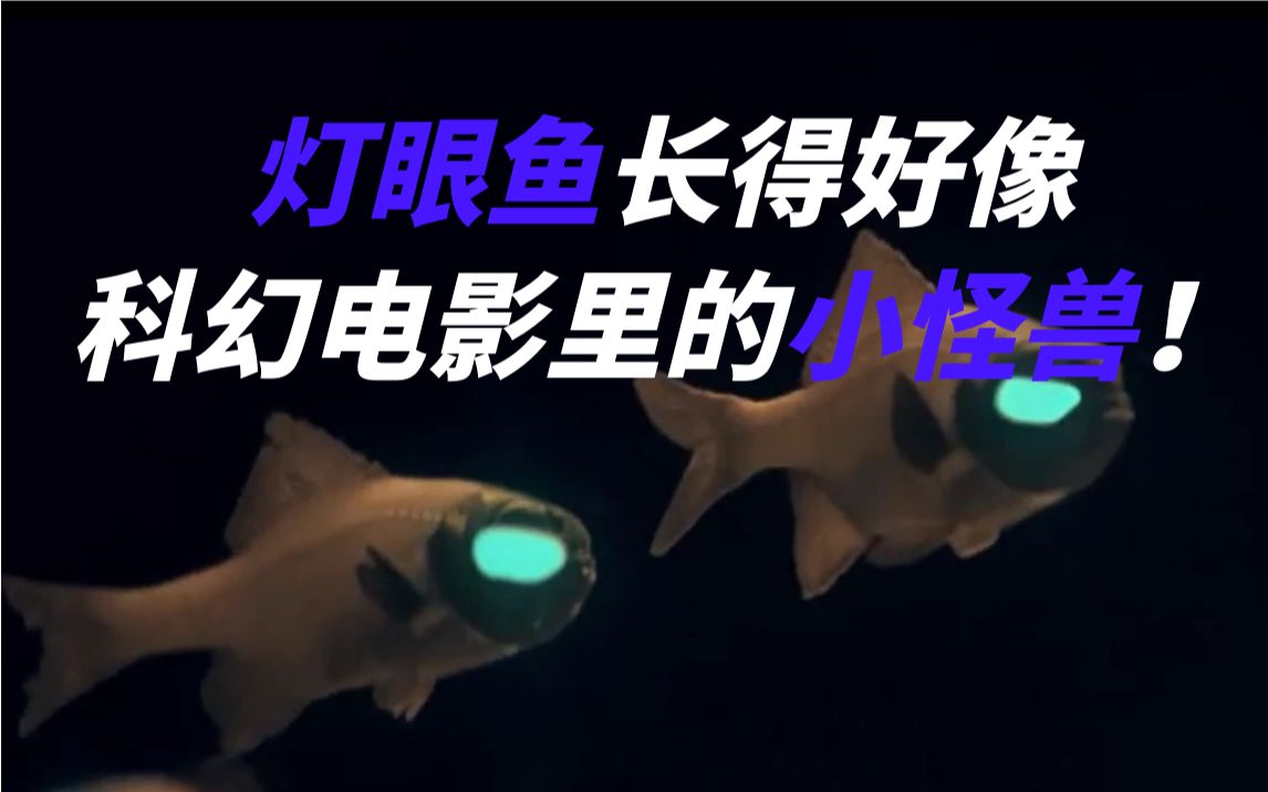 灯眼鱼可以利用发光细菌发光