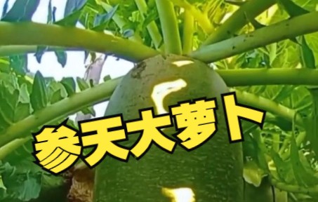 女子把山东萝卜拍成大片，网友：还以为拍的原始森林