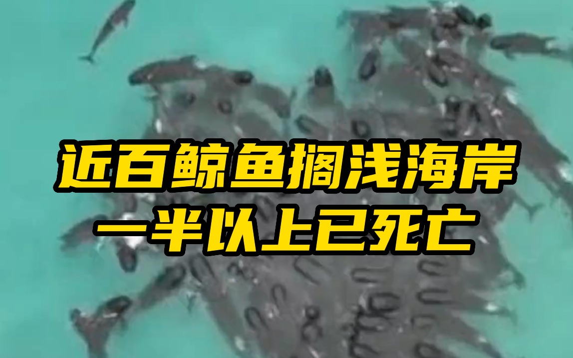 近百鲸鱼搁浅在澳大利亚海岸 一半以上已死亡