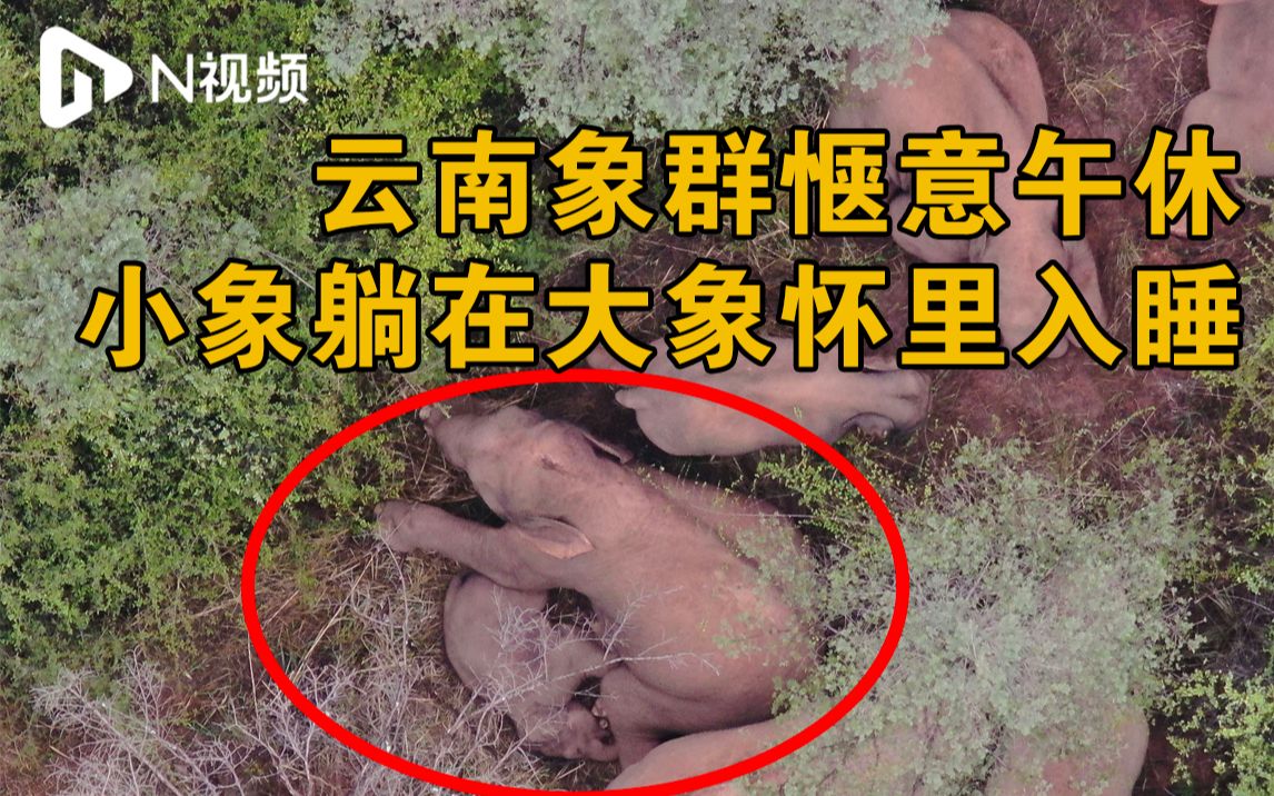 云南断鼻象群午休温馨画面：小象躺在大象“怀里”入睡