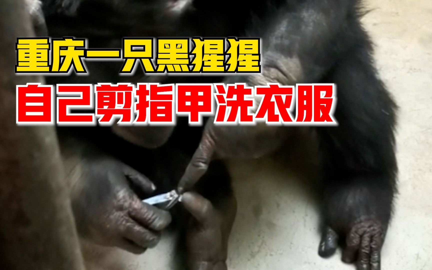 重庆一只黑猩猩自己剪指甲洗衣服，饲养员：自己的事情自己做