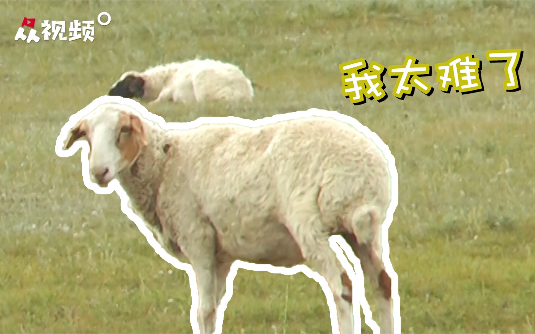 牧场实地看羊！蒙古国承诺捐赠中国的3万只羊怎么样了？