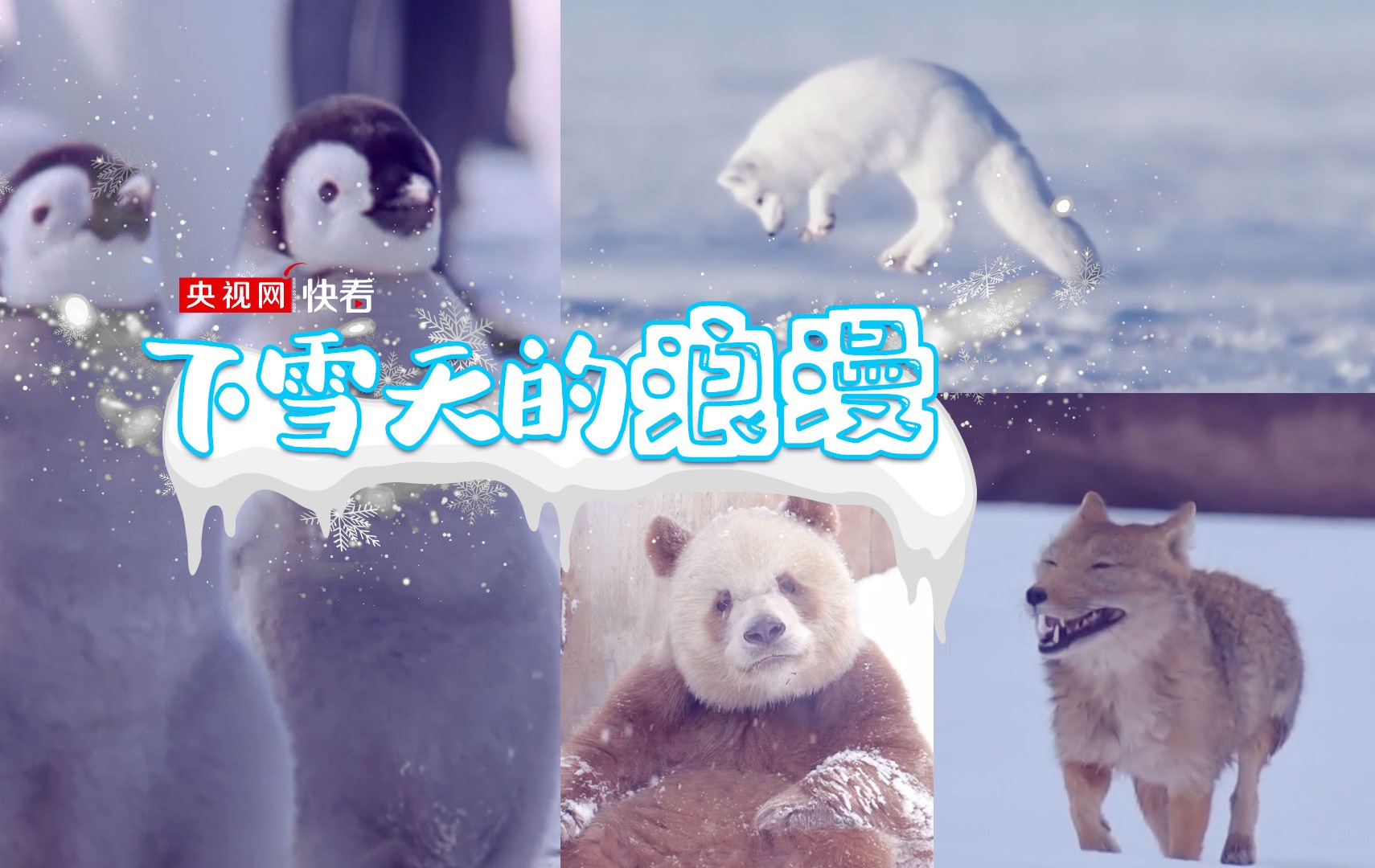 欢脱！一下雪，这世界到处都是“糖霜”小动物