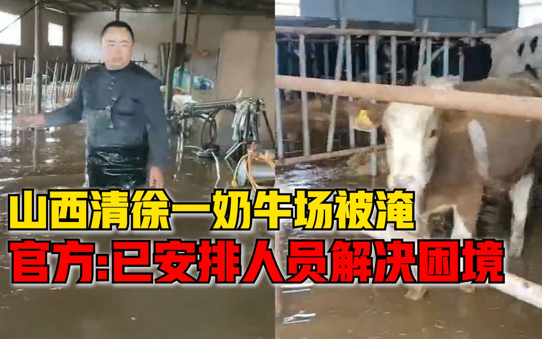 官方回应山西清徐一养殖场奶牛被困：已安排人员对接尽量减免损失