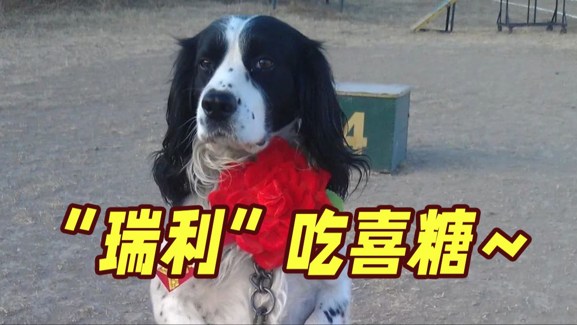 “瑞利”，你在汶川大地震中救出的小女孩结婚了!