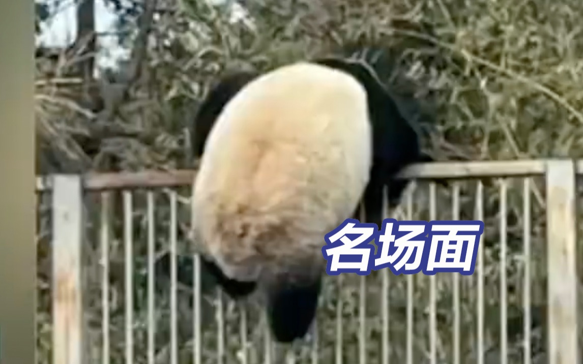 经典永流传~丫丫的准邻居萌兰越狱名场面