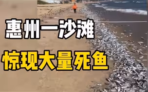 广东惠州一沙滩现大量死鱼，死因众说纷纭