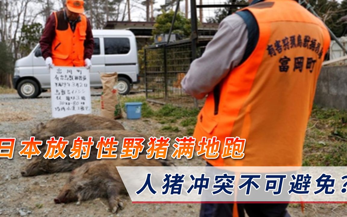 日本福岛“变异猪”泛滥，放射性元素严重超标，人猪冲突不可避免？