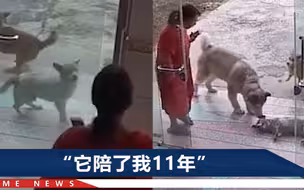 宠物狗被撞后拼尽全力跑回家，倒地看了主人一眼，缓缓闭上眼睛