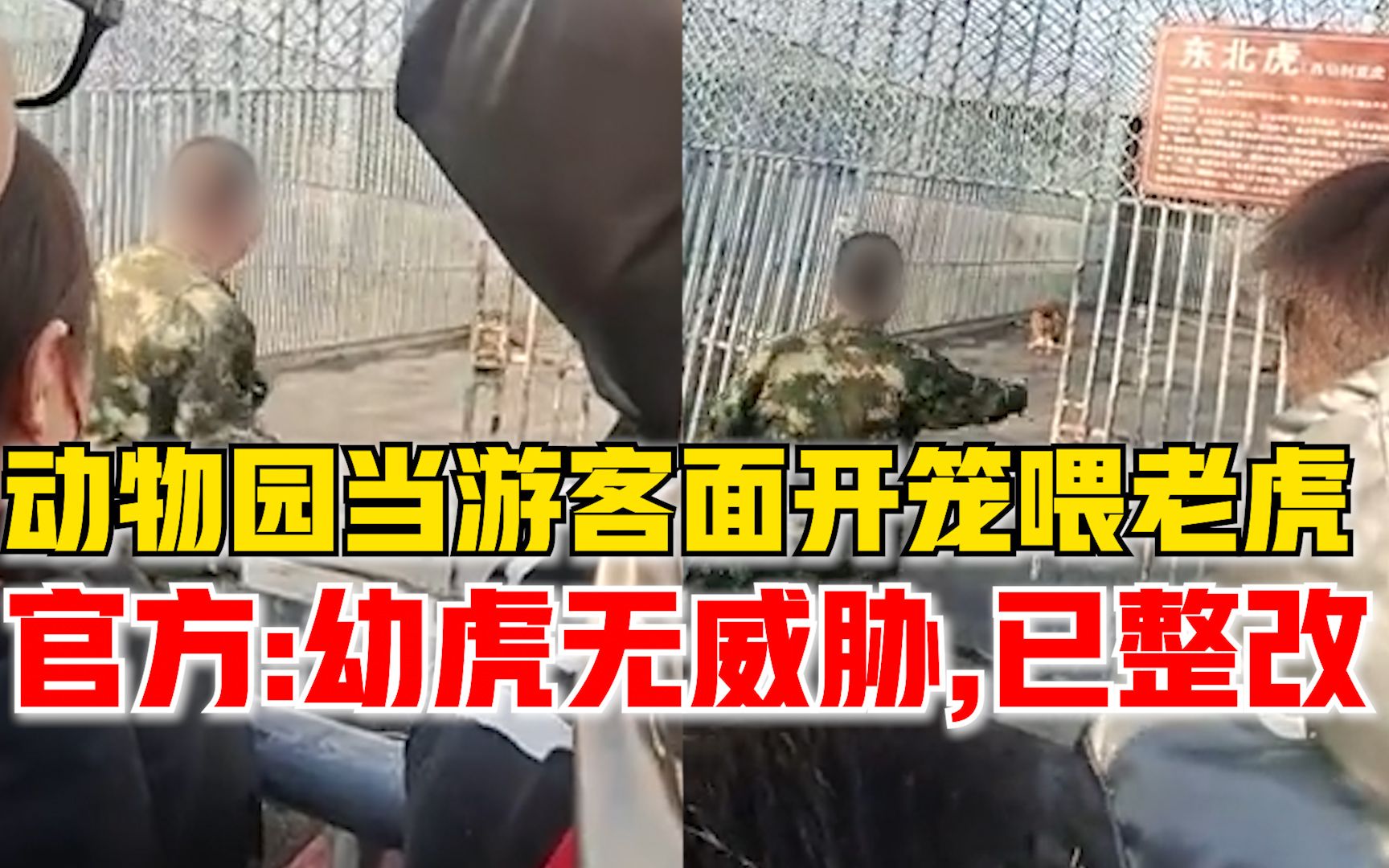 动物园当游客面开笼喂老虎，官方：幼虎需精准投喂无威胁，已整改
