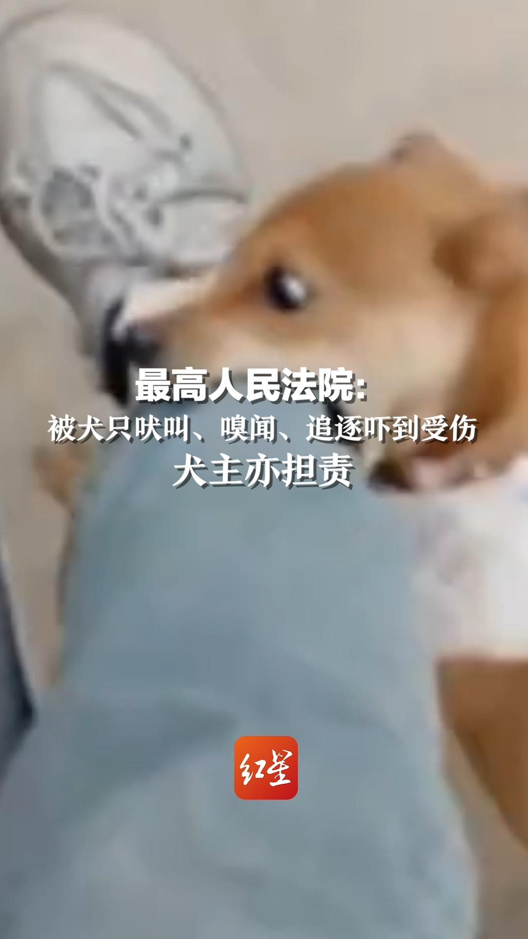 最高人民法院：被犬只吠叫、嗅闻、追逐吓到受伤，犬主亦担责