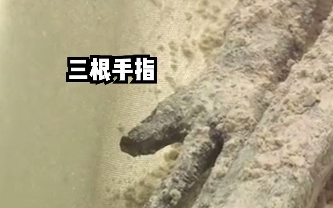 墨西哥展出疑似“外星生物”遗骸，非人类DNA，距今超过千年，或成为全球首个承认外星生物存在的国家
