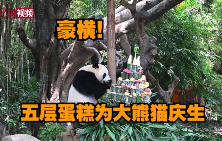 豪横！三胞胎大熊猫坐拥五层大蛋糕