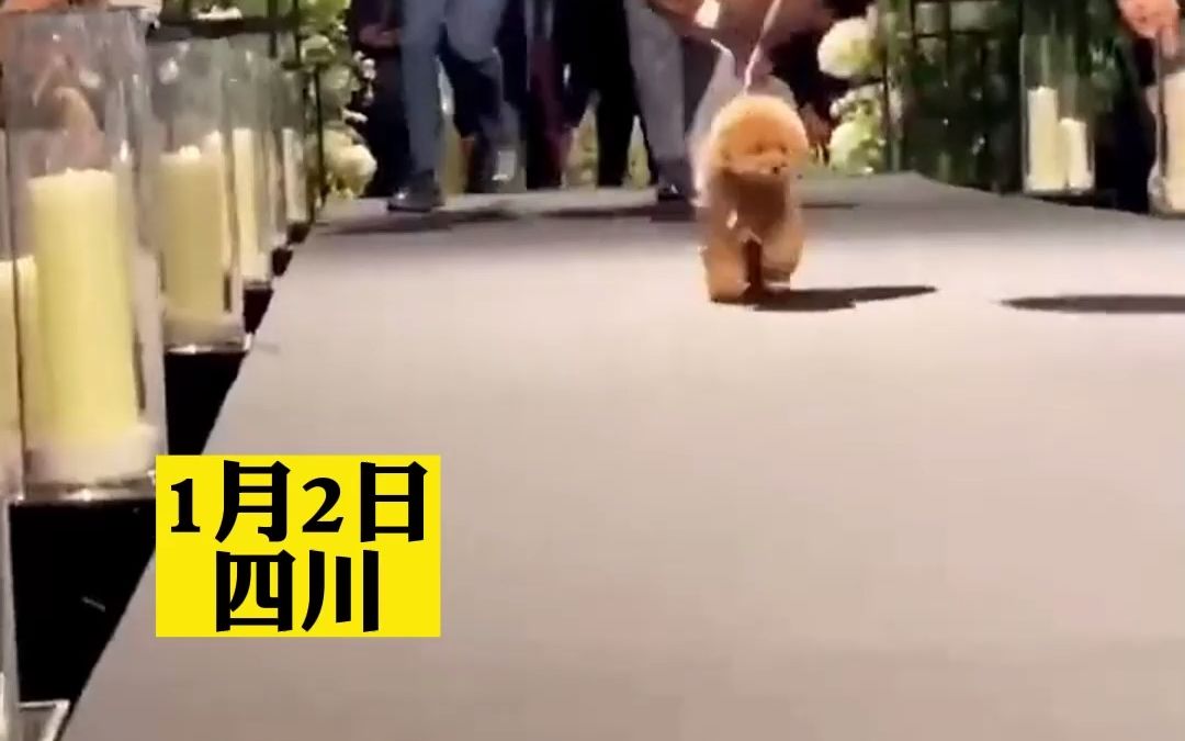 婚礼上狗子上台给主人送婚戒。确认过眼神后，直接飞奔到新郎怀里