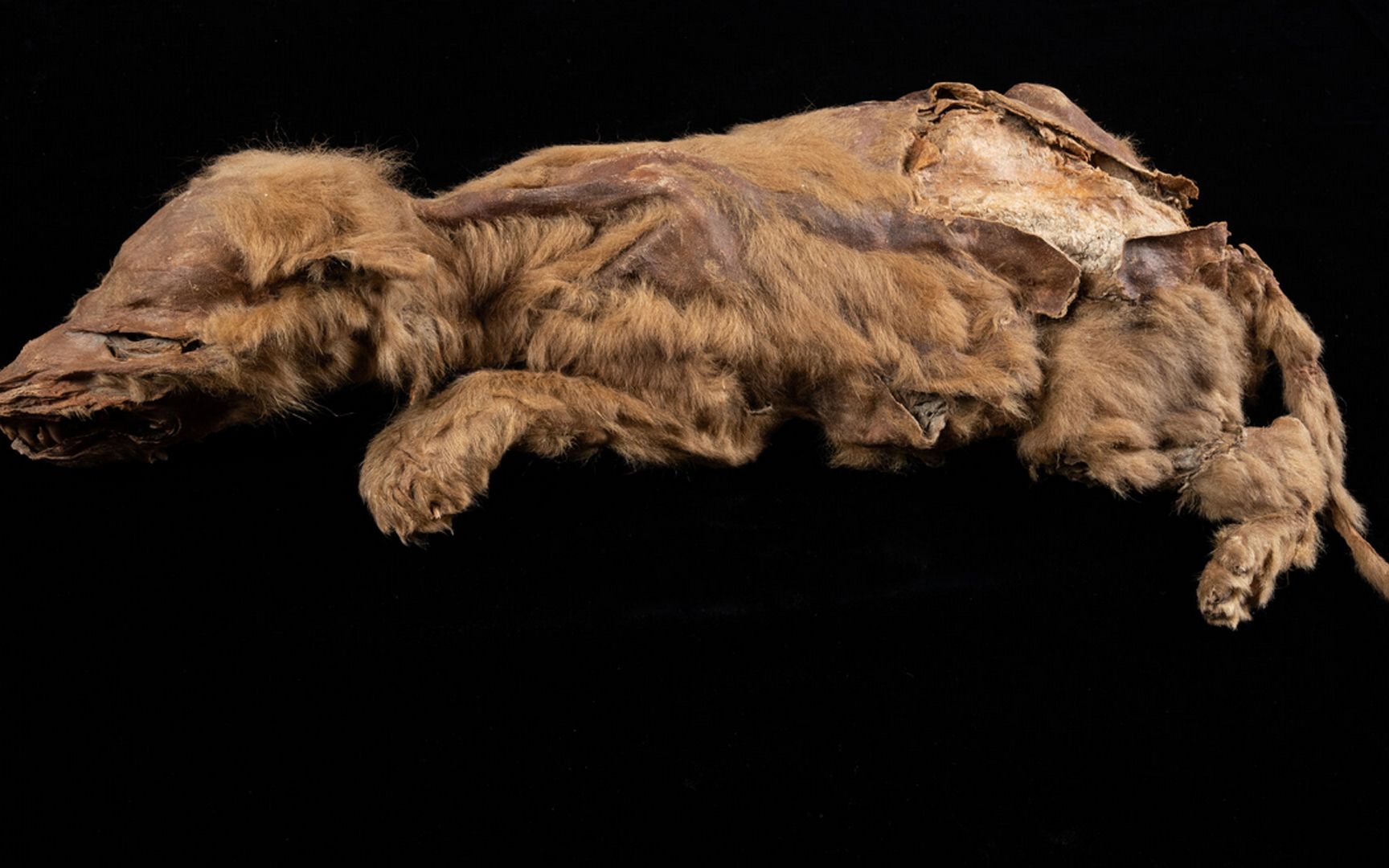 加拿大发现57000年前狼崽木乃伊 遗骸保存异常完好