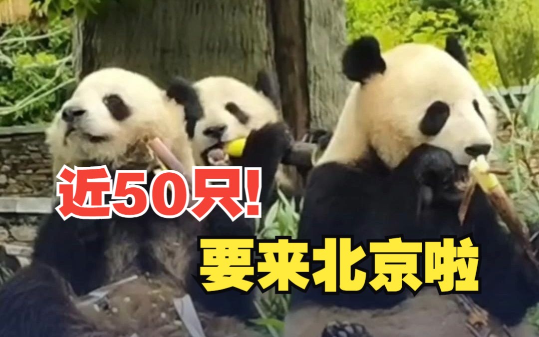 北京将迎来近50只大熊猫！
