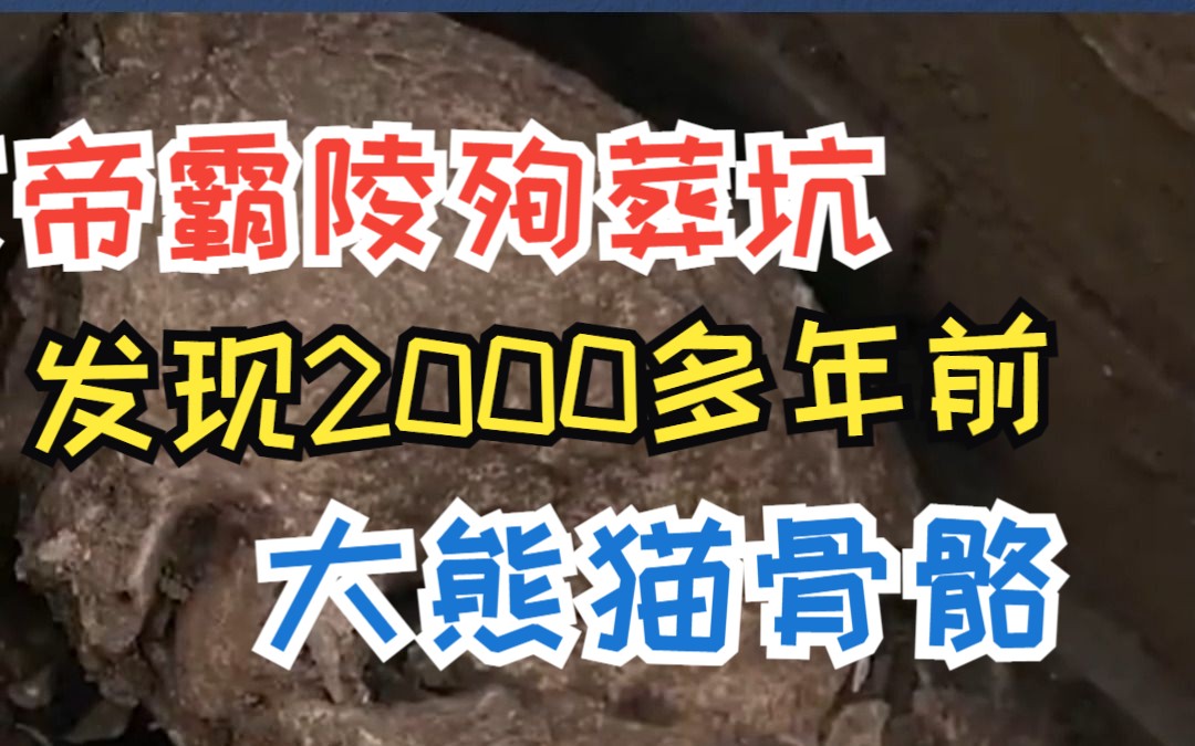 汉文帝霸陵殉葬坑发现2000多年前大熊猫骨骼