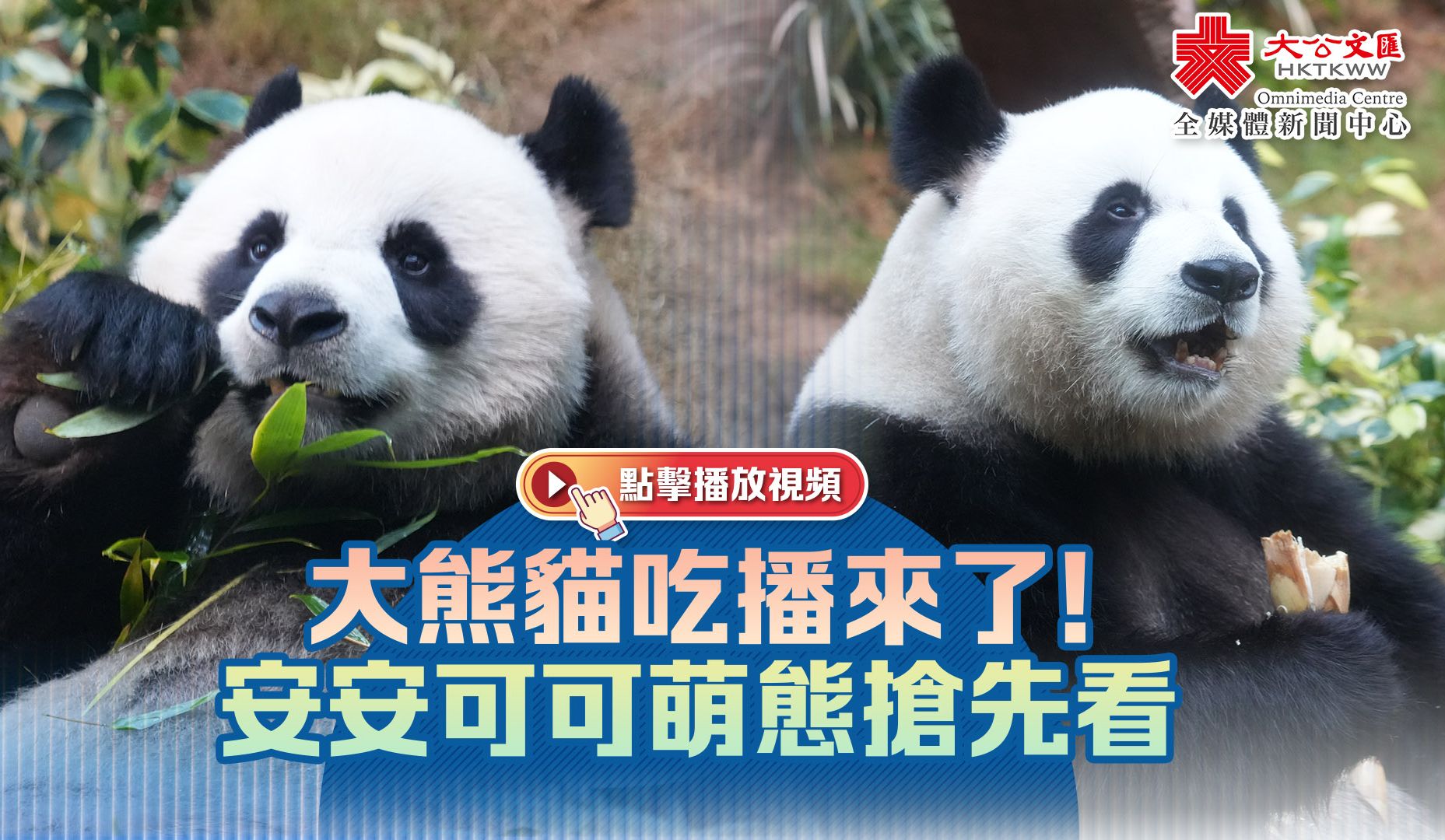 大熊猫吃播来了！安安可可萌态抢先看