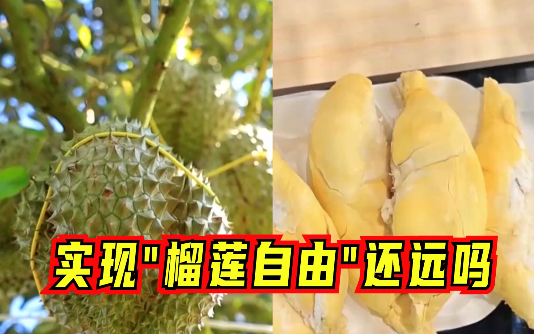 国产榴莲“树上熟”了！软糯香甜果肉饱满，实现“榴莲自由”还远吗?