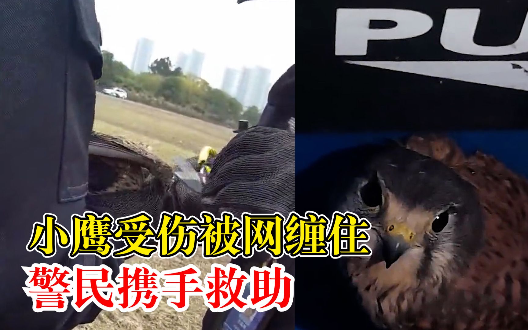 小鹰受伤被网缠住警民携手救助：学名鹰隼，系国家二级保护动物