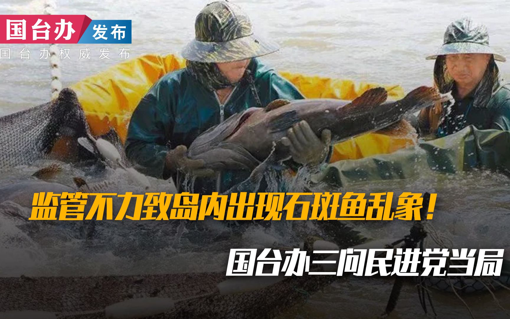 监管不力致岛内出现石斑鱼乱象！国台办三问民进党当局