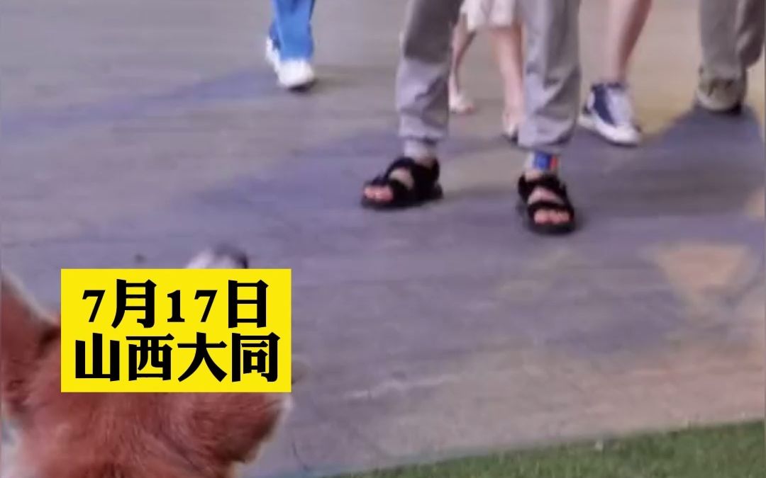 一向温顺的狗狗认出做绝育的医生愤怒大叫，狗子的心理阴影面积一定很大