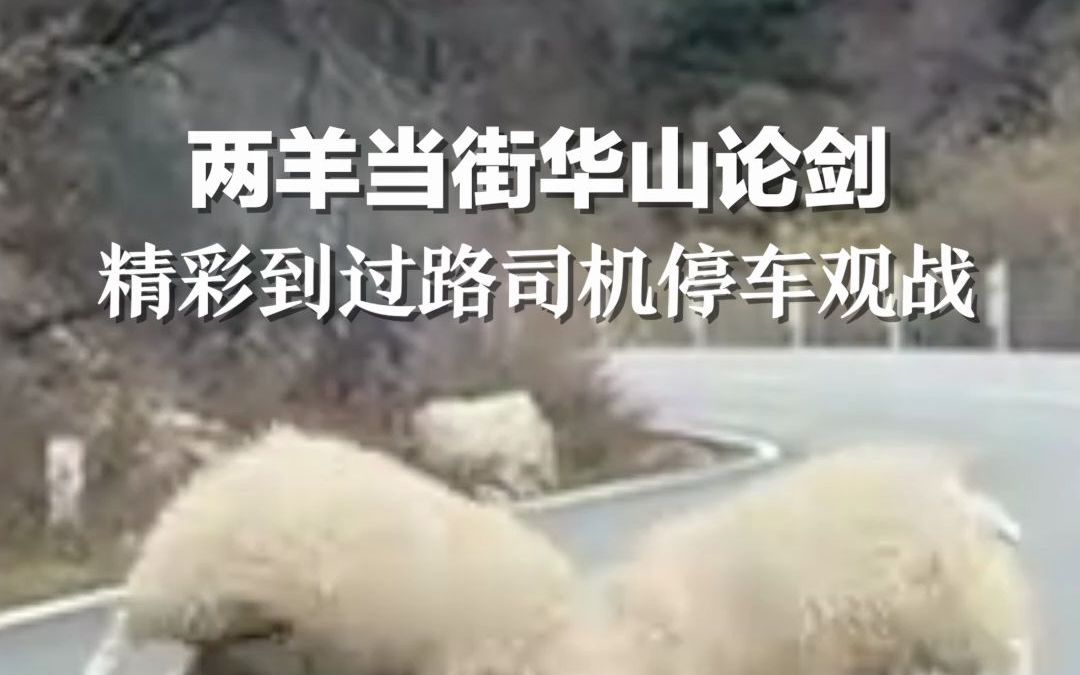 两羊当街华山论剑 精彩到过路司机停车观战