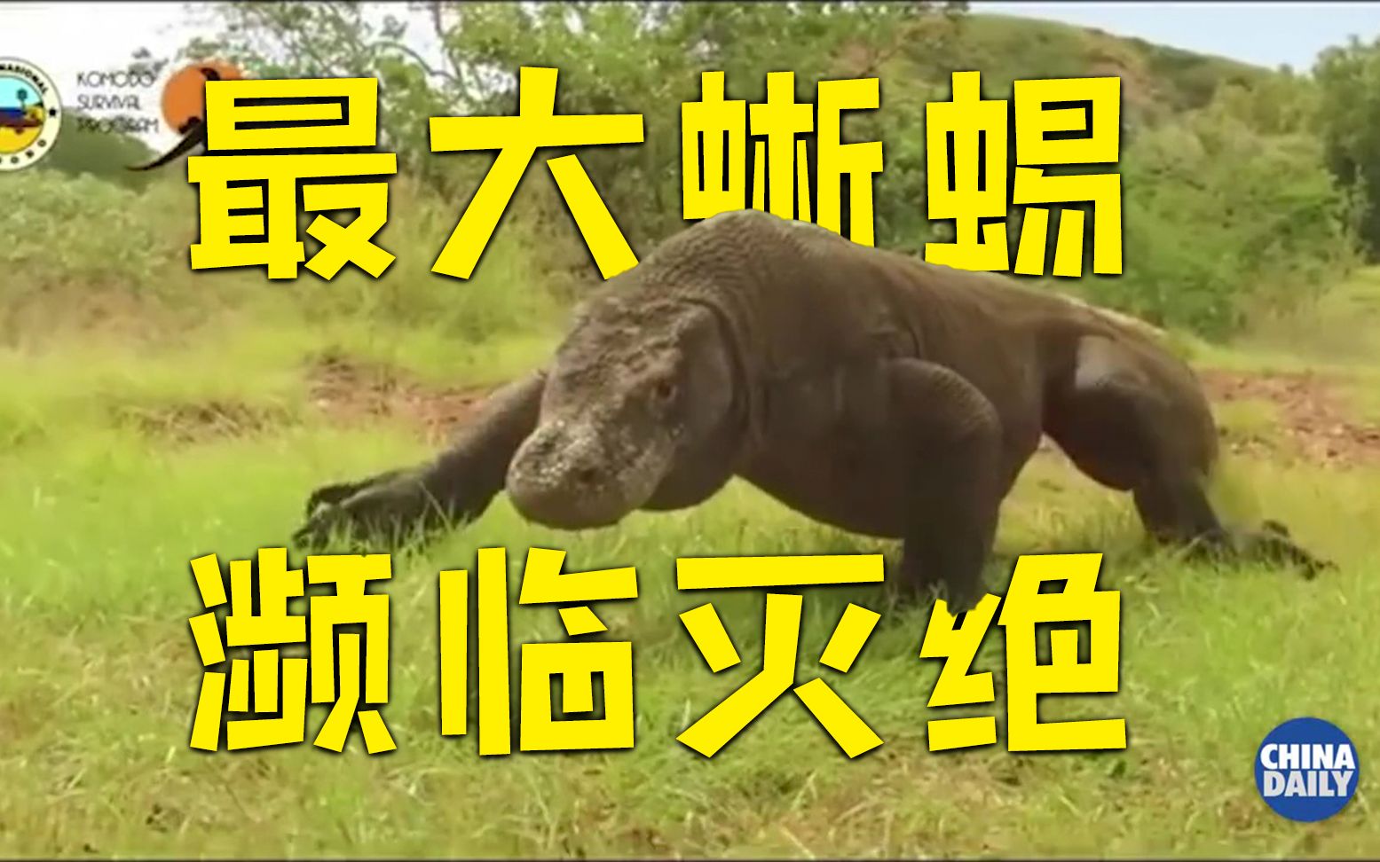世界上最大蜥蜴将面临灭绝的威胁