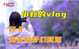 小新的Vlog：满城尽是蓝花楹的昆明太梦幻了！