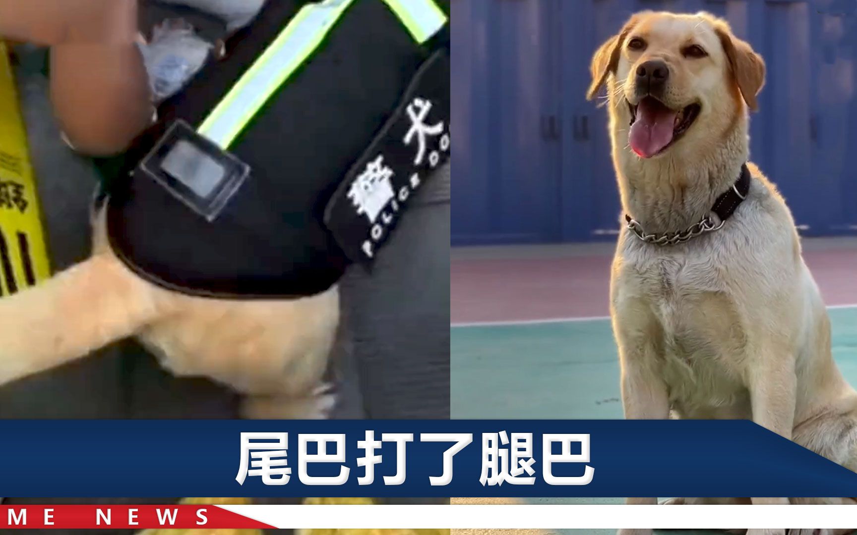 小姐姐被警犬尾巴“啪啪”扇腿，警方：责成相关警队成员真诚道歉
