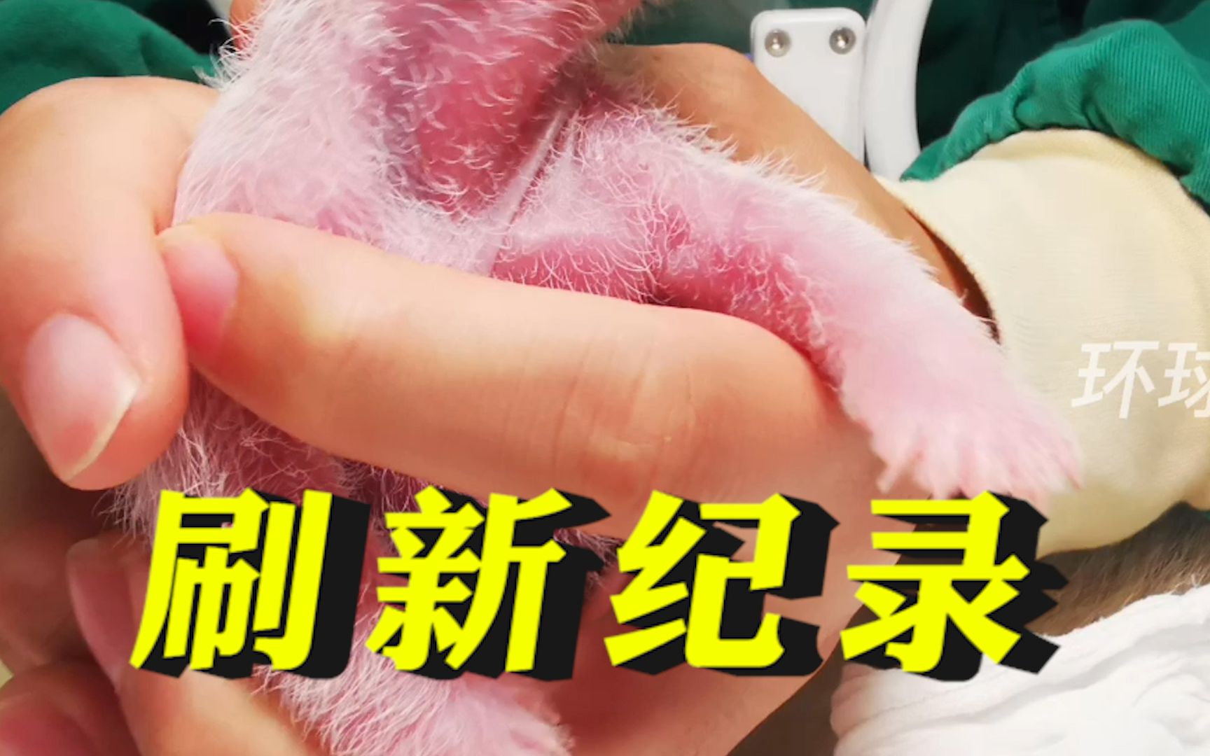刷新纪录！全球最重大熊猫宝宝诞生