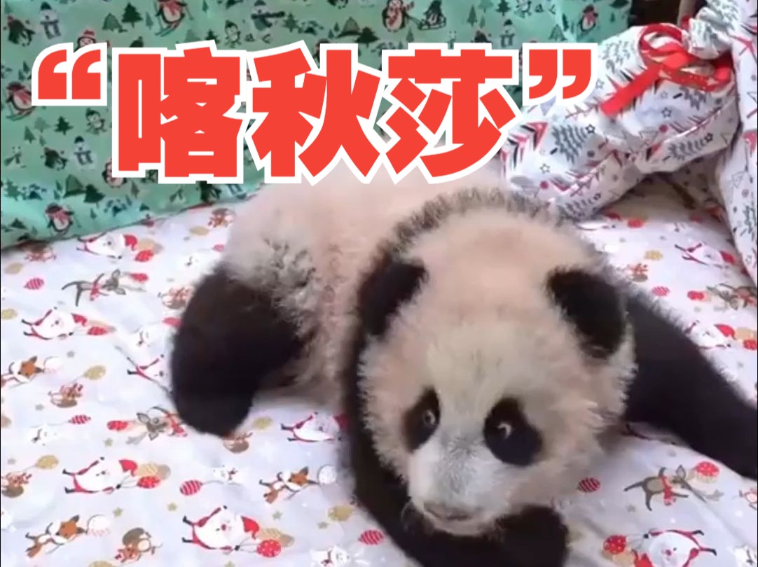 有名字啦！旅俄熊猫幼崽叫“喀秋莎” 名字自带BGM