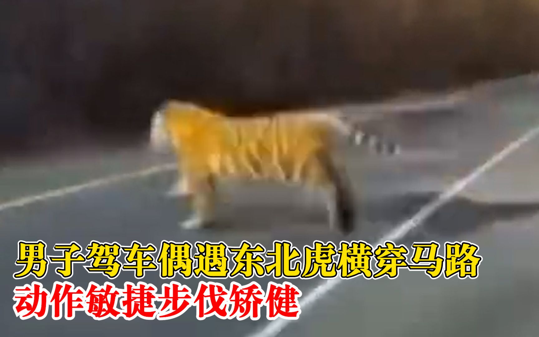男子驾车偶遇东北虎横穿马路，动作敏捷步伐矫健