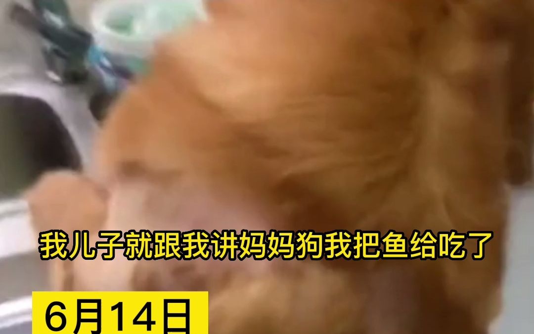 主人向邻居借蒸鱼豉油，回到家只剩鱼尾巴。网友：改吃狗肉火锅。